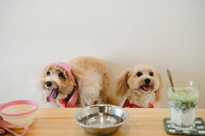 The Ultimate 2026 Guide to Dog-Friendly Cafés, Venues & Home Cafés in Singapore