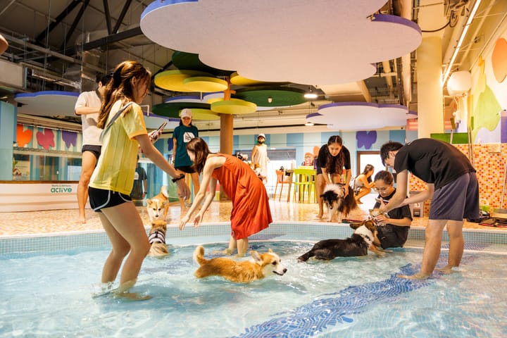Dog Swimming Pools in Singapore (2026) | Pawrenthood