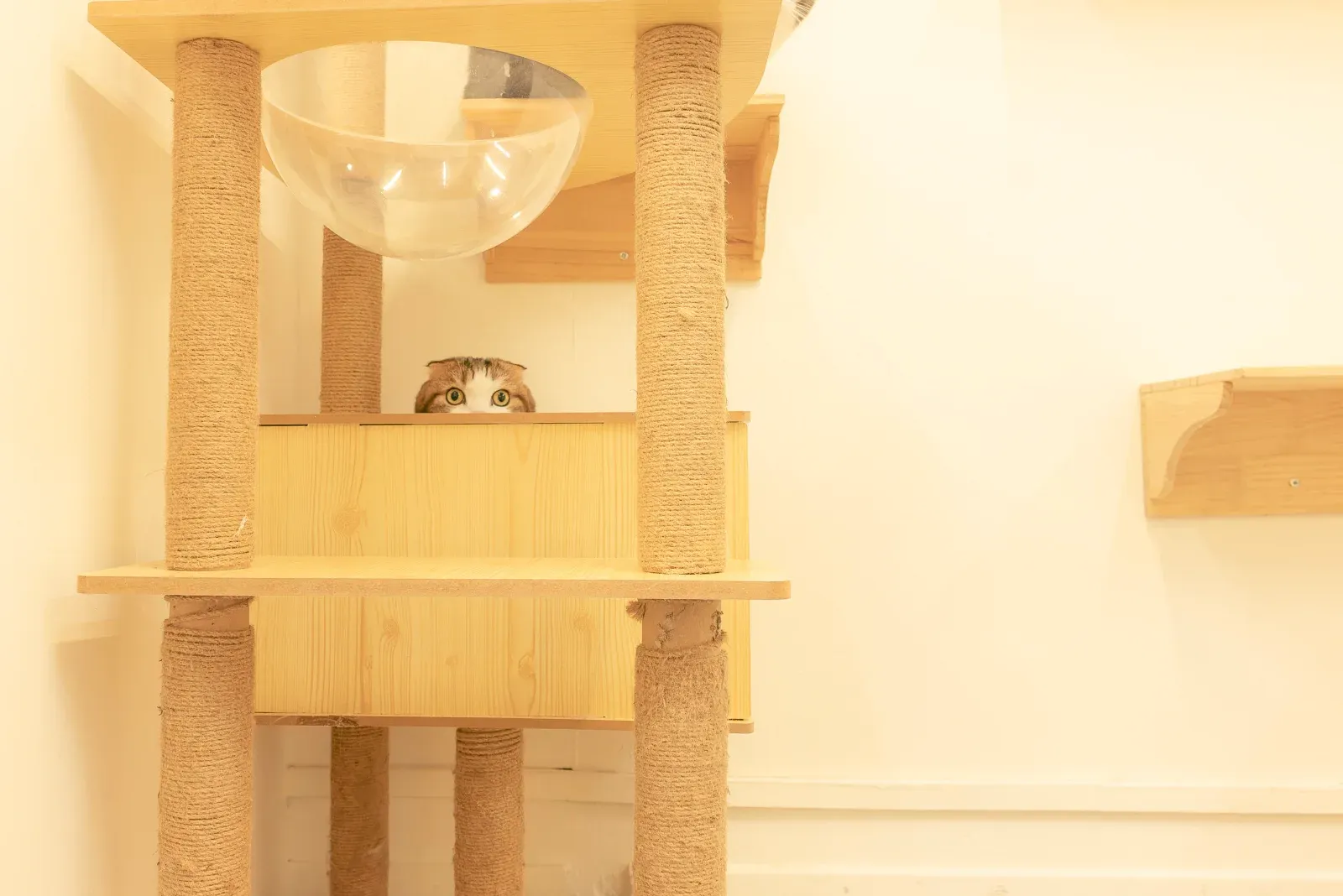 Cat peeking from a wooden climbing structure with scratching posts at Cat Paradise Hotel