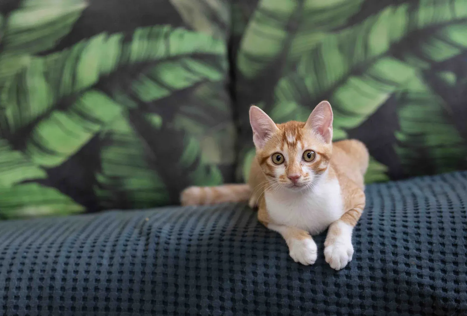 Orange-and-white cat resting on a dark blue cushion in a Shangri-Paw venue photograph