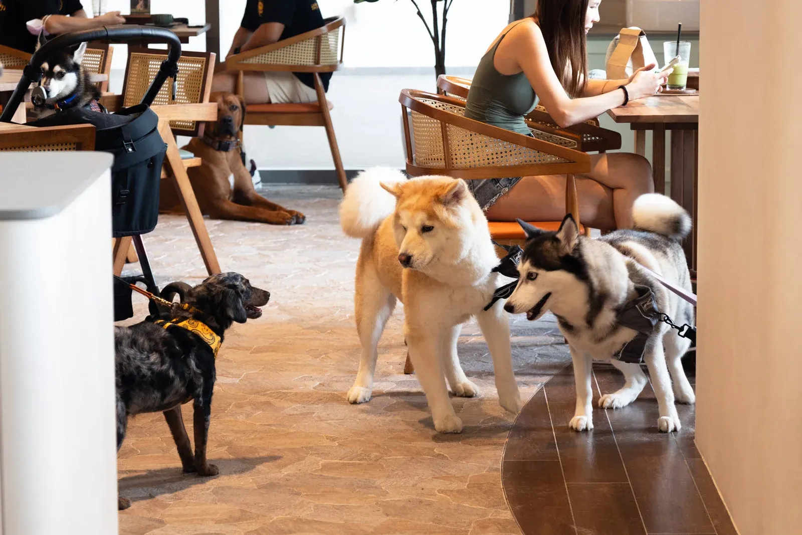 Dogs beside their owners' tables inside Plain Meredith at One Holland Village