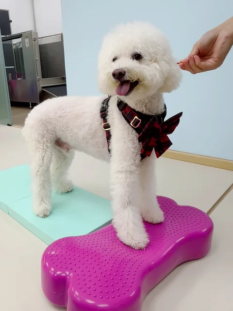 Photo 3 of Advanced Animal Rehabilitation - Pet Hydrotherapy & Physiotherapy in Singapore