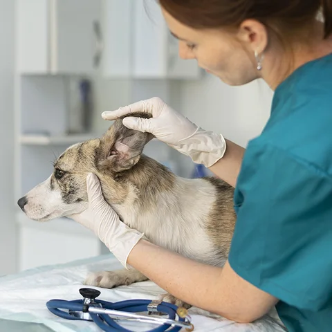 Photo 3 of Animal Wellness Referral Centre (AWRC)