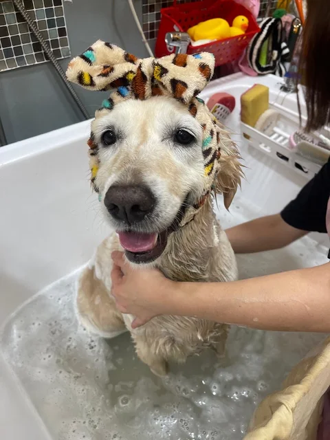 Photo 2 of Bark & Purr Pet Grooming