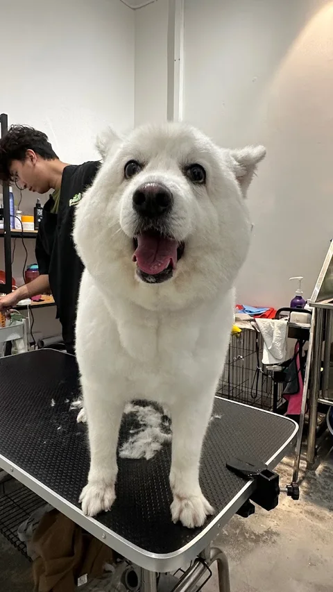 Photo 2 of Beaupaws Pet Grooming