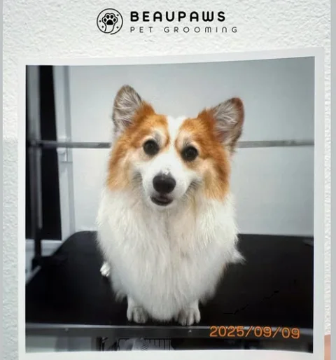 Photo 3 of Beaupaws Pet Grooming