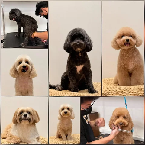 Photo 3 of Bow Wow Pets