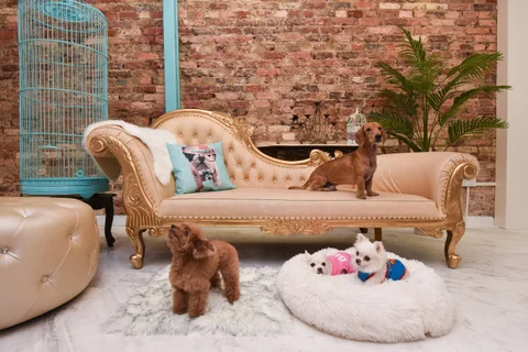 Photo 2 of BreakFast at Fluffy’s Boutique Pet Hotel, Daycare & Grooming