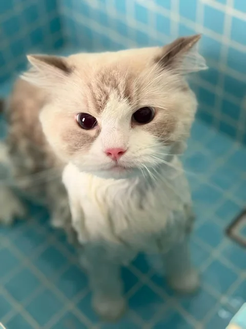 Photo 2 of Bubbles n Biscuits Grooming Studio