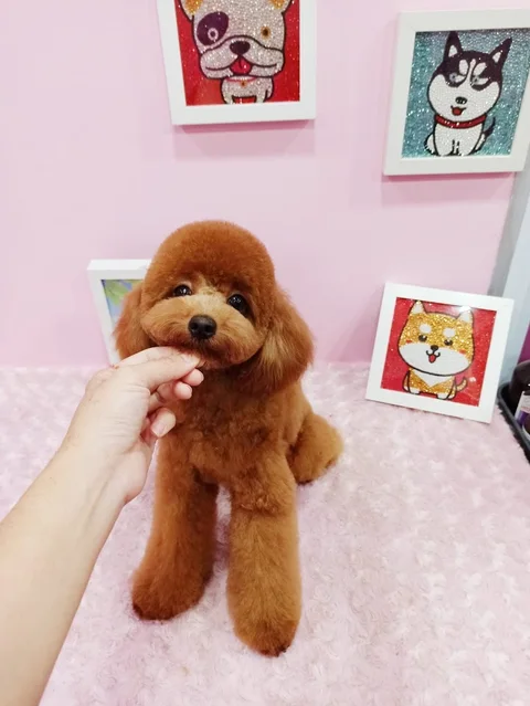 Photo 3 of Bukit Barkdog Grooming