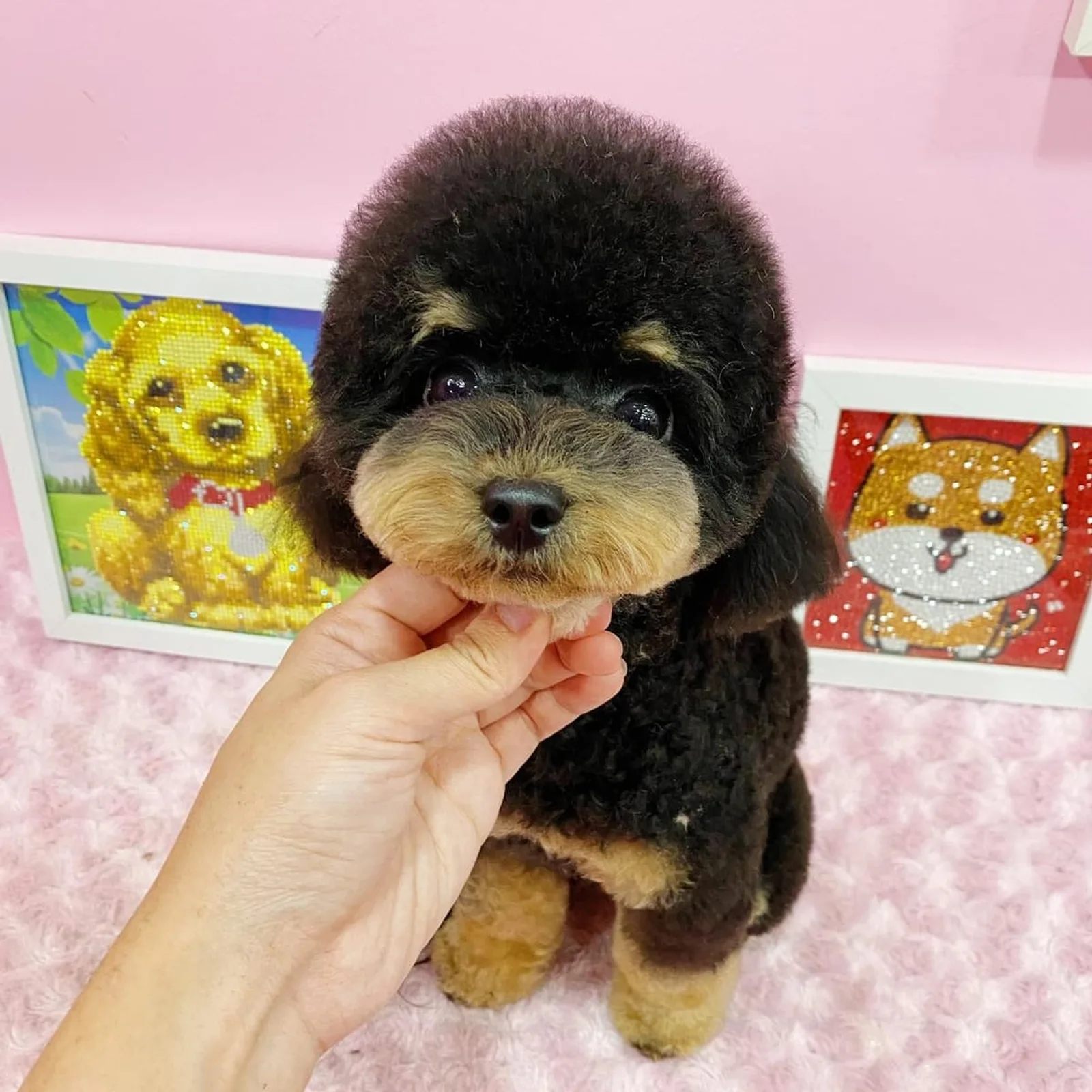 Photo 1 of Bukit Barkdog Grooming