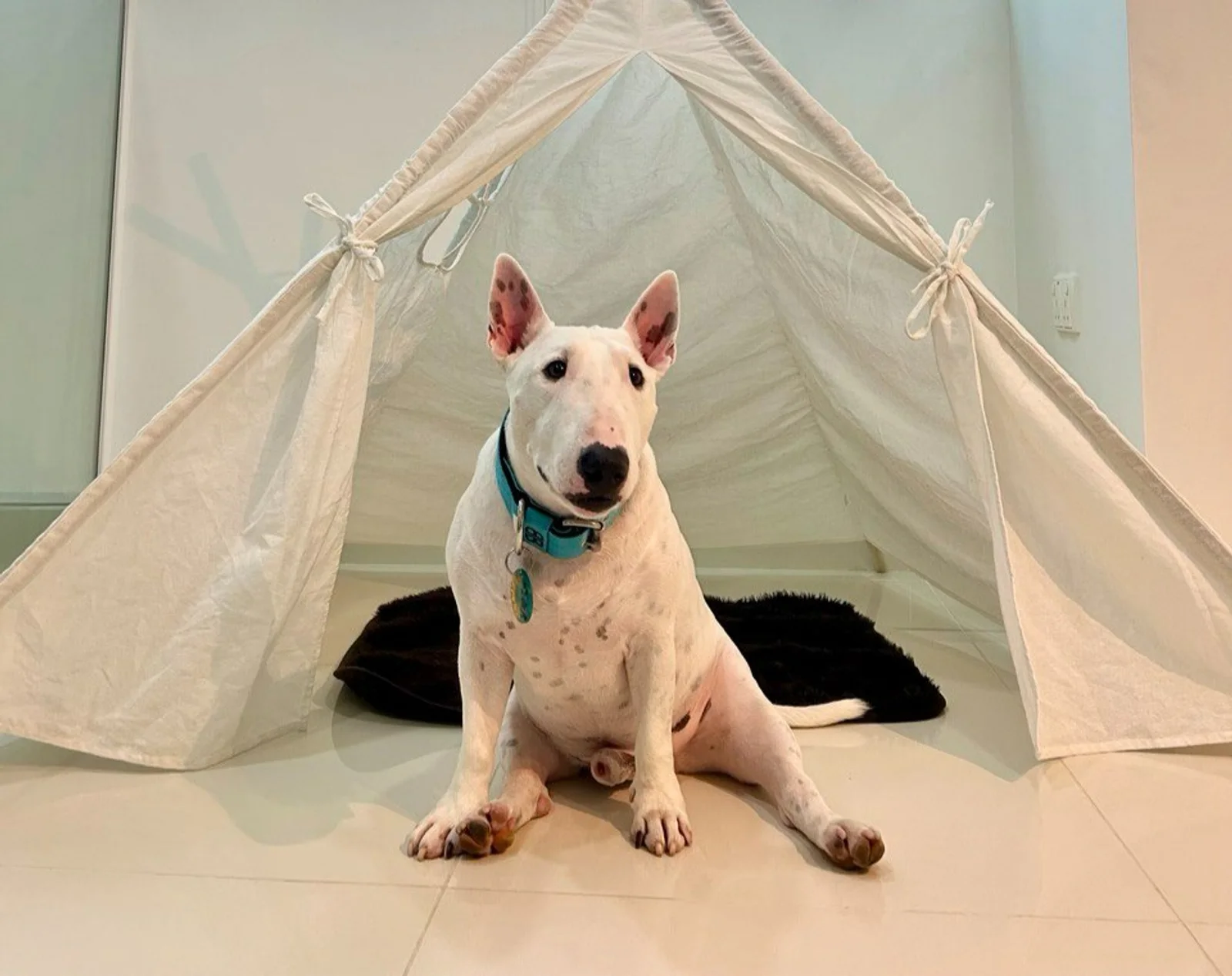 Photo 1 of C&J Pawsome