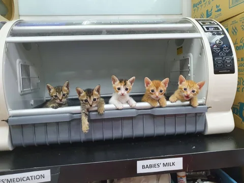 Photo 2 of The Cat Museum & Kitten Sanctuary Singapore