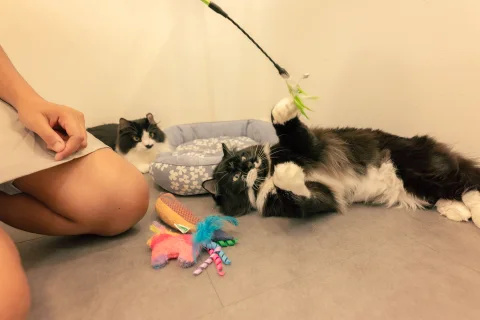 Photo 2 of Cat Paradise Hotel Singapore – Cat Boarding and Lodging Services
