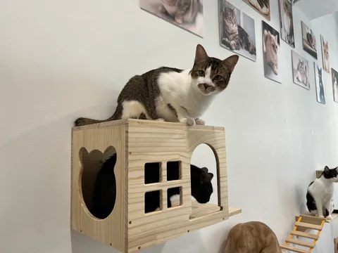 Photo 3 of Cat Paradise Singapore
