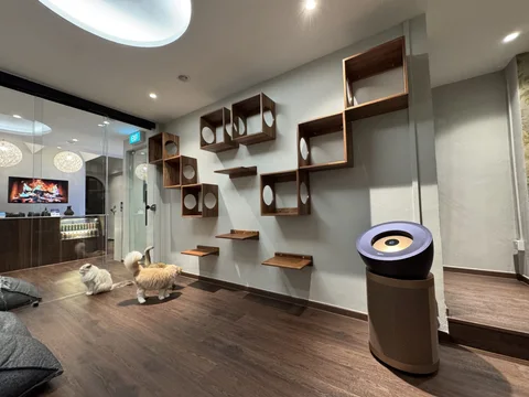 Photo 2 of Catmosphere Cat Cafe