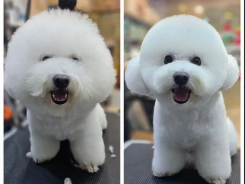 Photo 2 of K9 Coiffure Grooming Salon