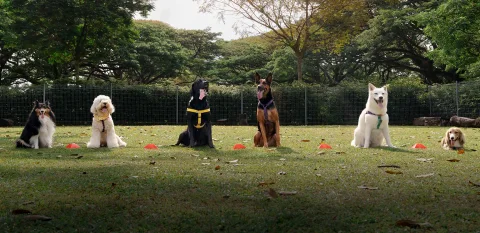 Photo 2 of K9 Kampong Dog Training