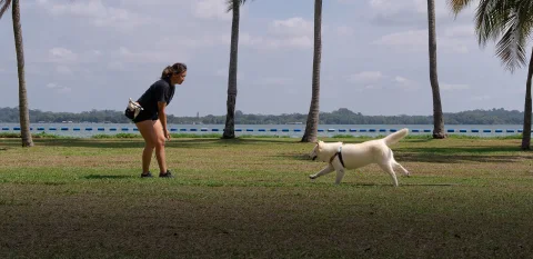 Photo 3 of K9 Kampong Dog Training