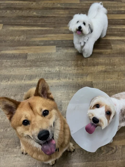 Photo 3 of Kaizen 4 Dogs Training & Daycare (formerly Ginny & Friends)