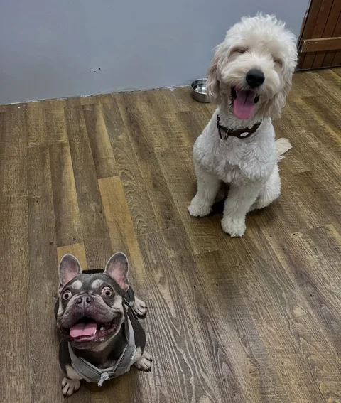 Photo 2 of Kaizen 4 Dogs Training & Daycare (formerly Ginny & Friends)