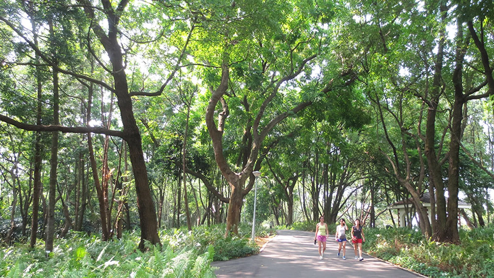 Photo 1 of Kent Ridge Park