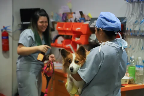 Photo 2 of Landon Vet Specialists (Pet A&E)