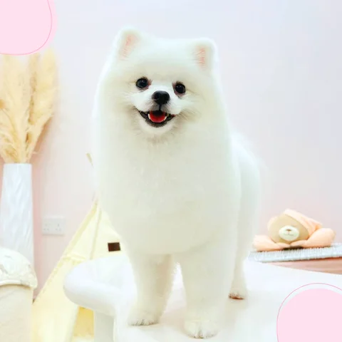 Photo 3 of Le Pets Kingdom