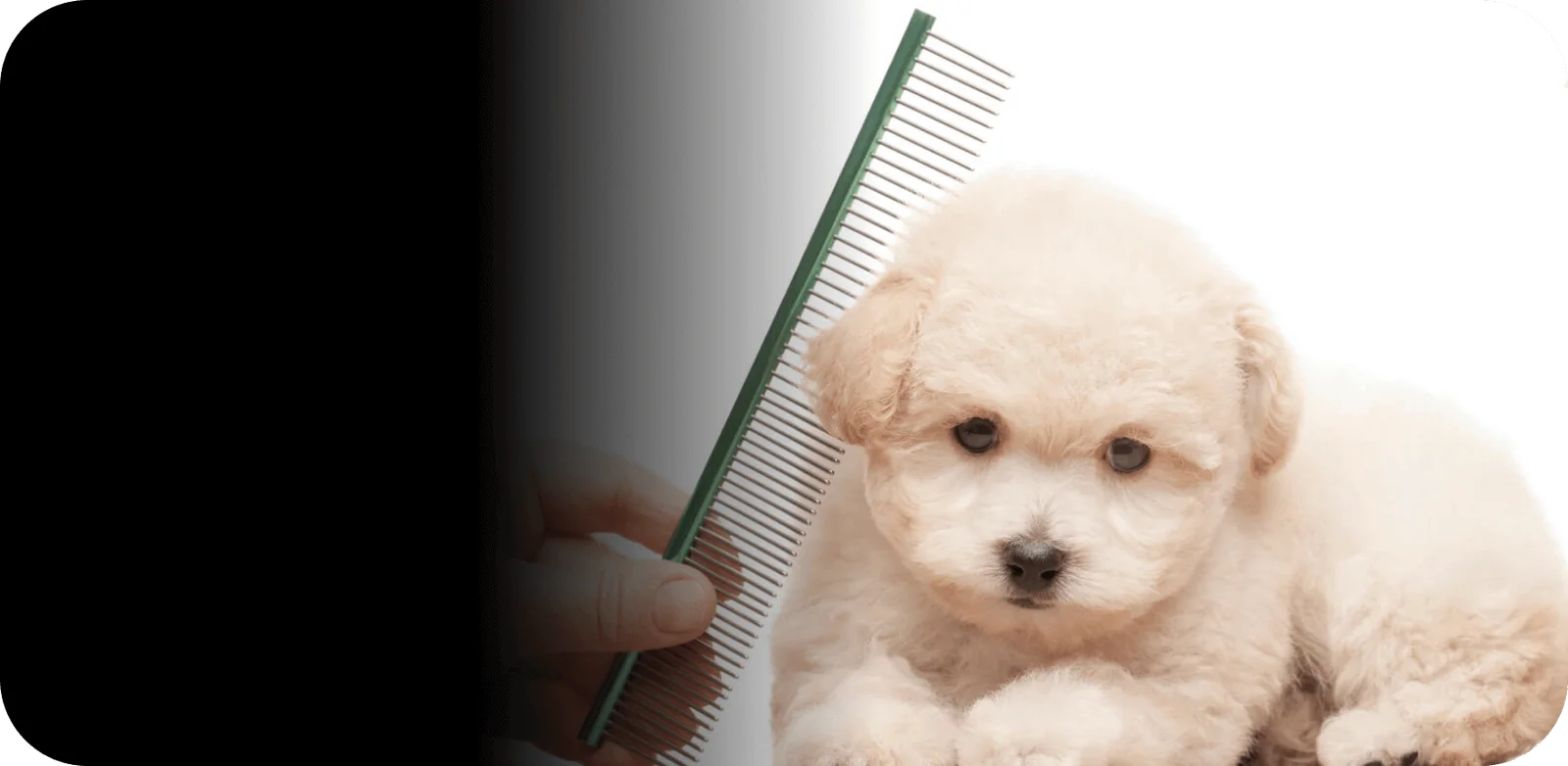 Photo 1 of Masmasgroomers Pet Grooming Centre