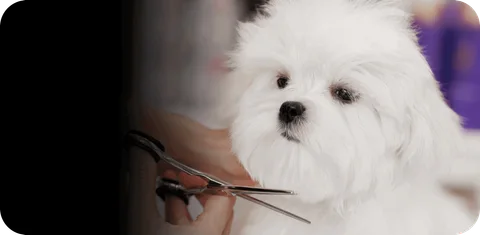 Photo 3 of Masmasgroomers Pet Grooming Centre