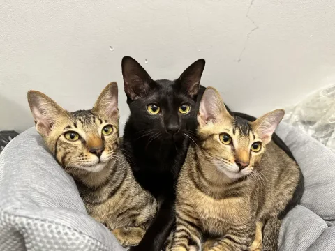Photo 3 of Meownistry of Meow