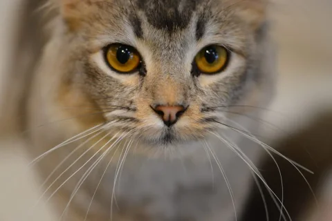Photo 2 of Meownistry of Meow