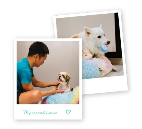Photo 3 of Mutts & Mittens Active (Joo Chiat - For Dogs)