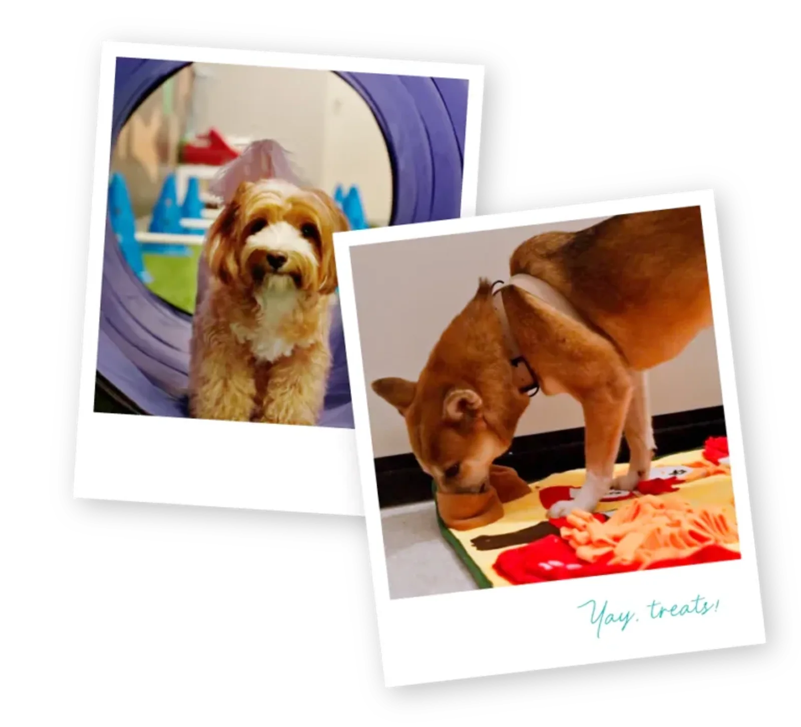 Photo 1 of Mutts & Mittens Active (Joo Chiat - For Dogs)