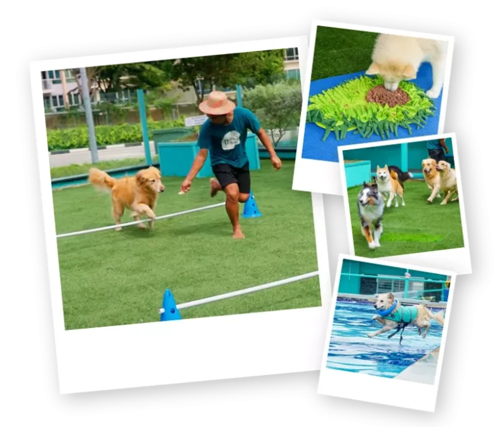 Photo 1 of Mutts & Mittens Active