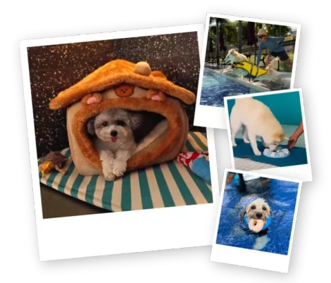 Photo 2 of Mutts & Mittens Active
