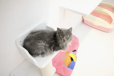 Photo 2 of Mutts & Mittens (Joo Chiat - For Cats)