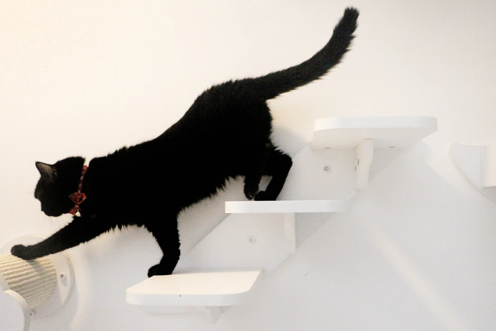 Photo 1 of Mutts & Mittens (Joo Chiat - For Cats)