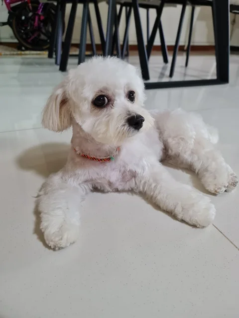 Photo 3 of My Pet Image