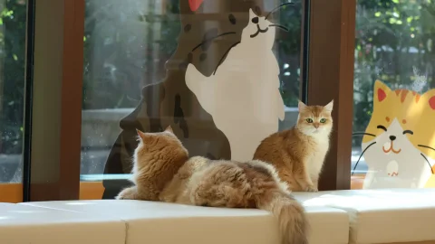 Photo 2 of NekoTown Cat Cafe - Mandai