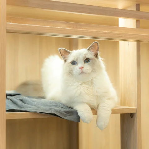 Photo 3 of Nekoya Cat Hotel – Kampong Bahru