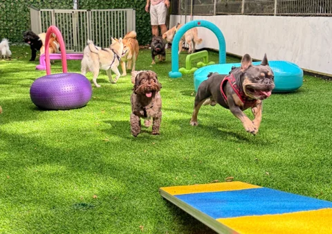 Photo 2 of Offleash
