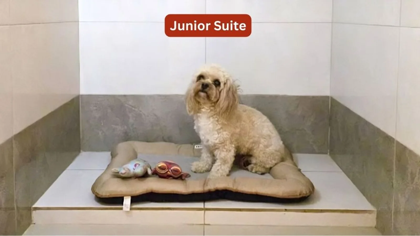 Photo 1 of Pampered Pets Relocation & Lodging