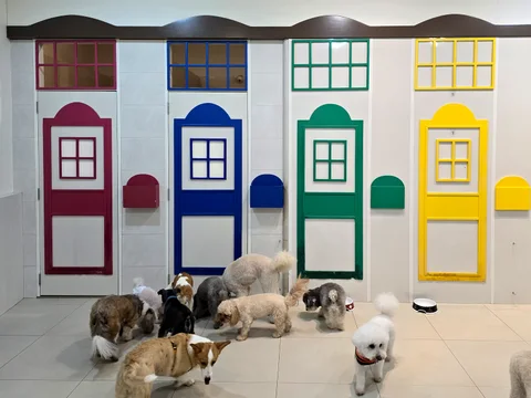 Photo 3 of Pampered Pets Relocation & Lodging