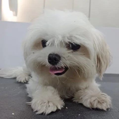 Photo 2 of Paws N’ Claws Veterinary Surgery (Medical Grooming Centre)