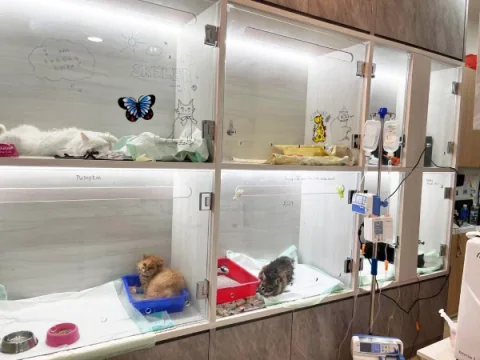 Photo 2 of Paws N' Claws Veterinary Surgery (Upper Thomson)