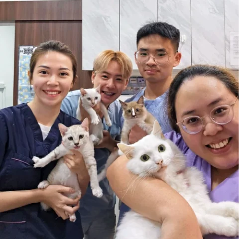 Photo 3 of Paws N' Claws Veterinary Surgery (Upper Thomson)