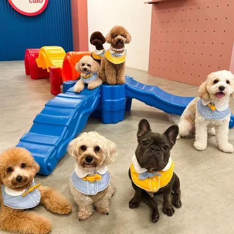 Photo 2 of Pawsh Club - Premium dog daycare, boarding, grooming and party services