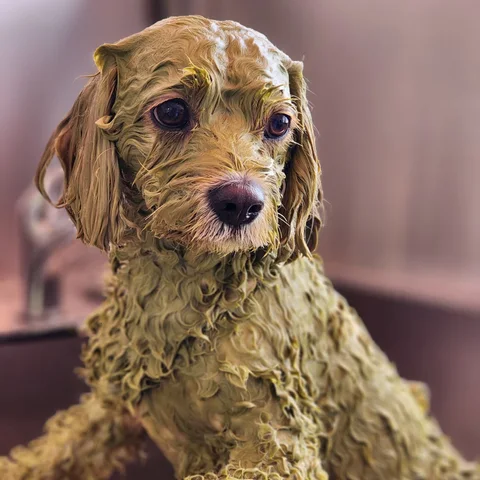 Photo 3 of Pawsh Club - Premium dog daycare, boarding, grooming and party services