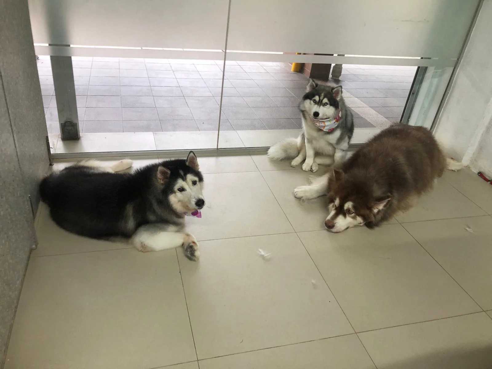Photo 1 of Pawsitive Petcare